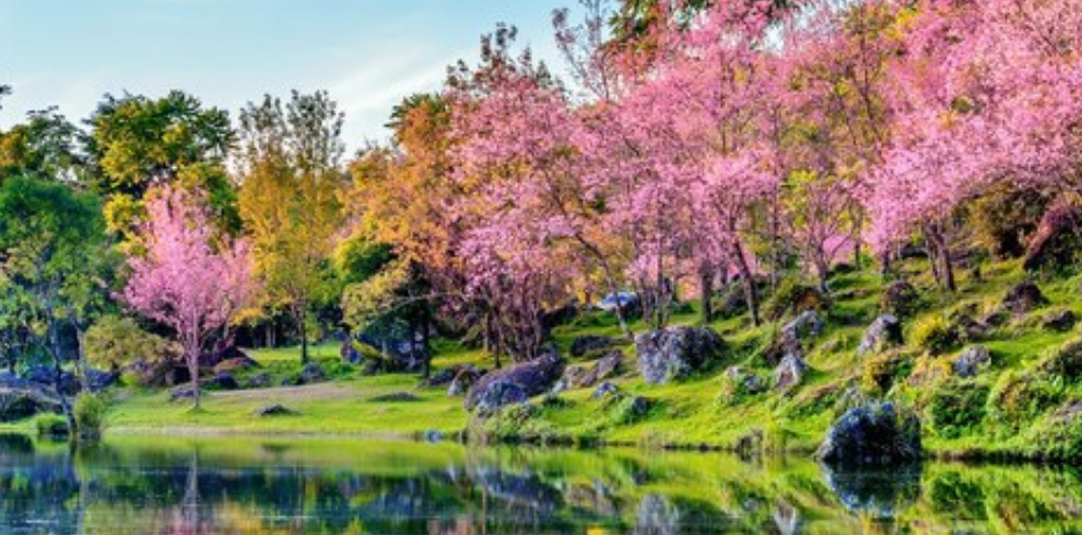 Japón - Festival Tours