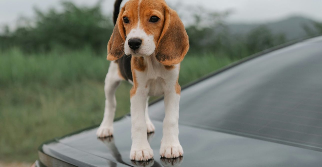 Guía para viajar con tu mascota